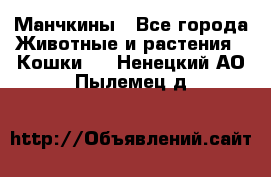 Манчкины - Все города Животные и растения » Кошки   . Ненецкий АО,Пылемец д.